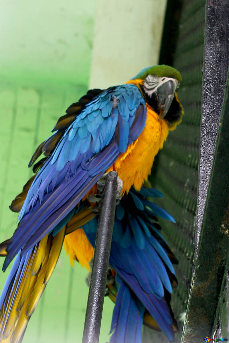 Arara azul amarelo papagaios №45986
