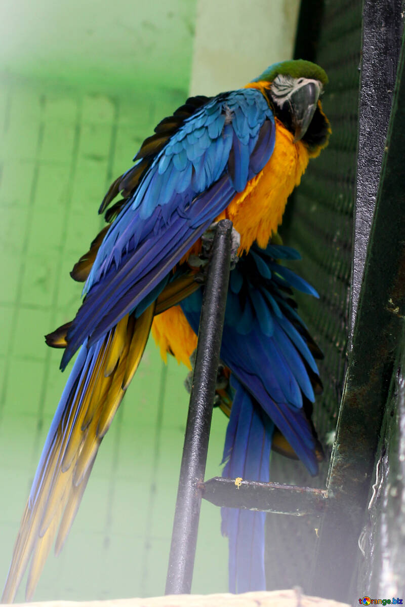 Папуги сині жовті ара №45987