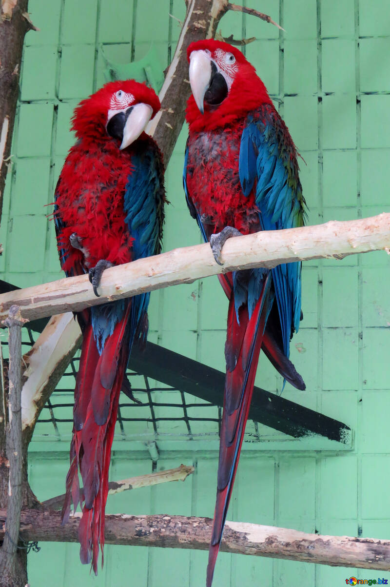 Parrots red macaw №45212