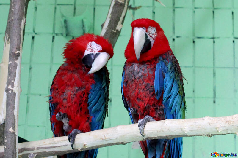 Arara vermelha papagaios №45994