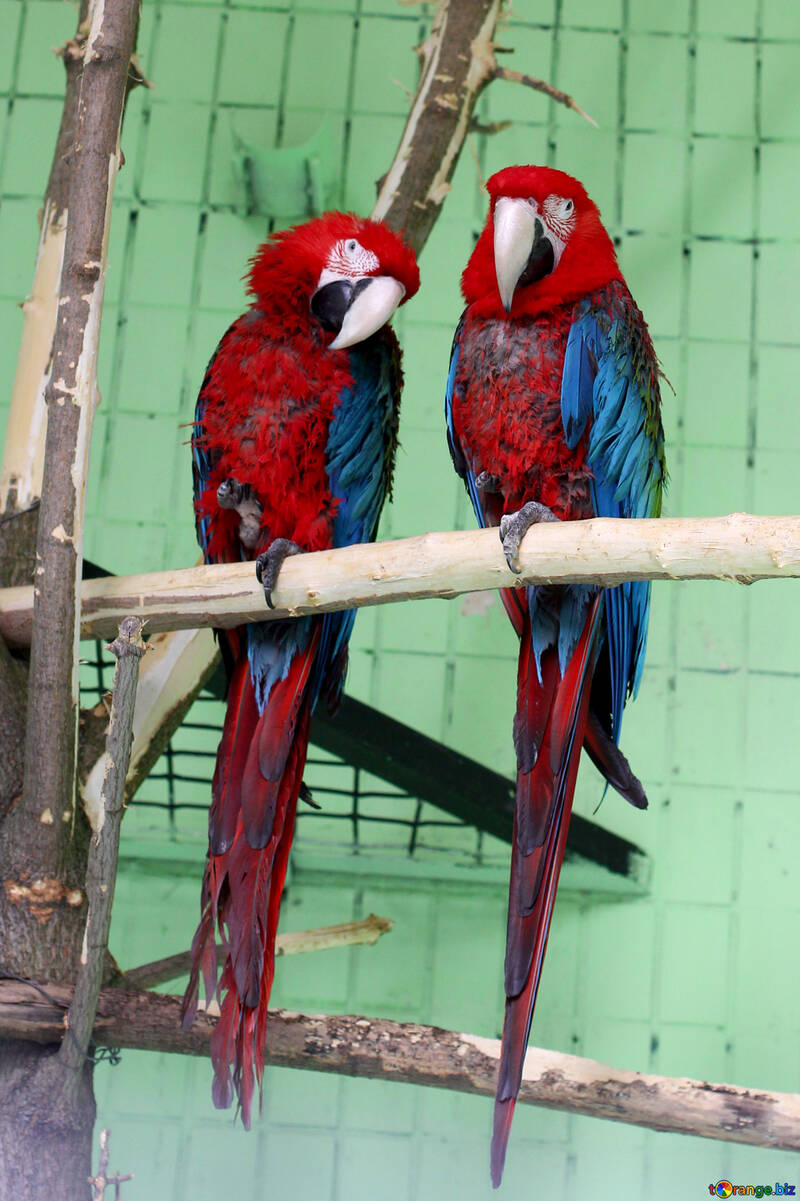 Arara vermelha papagaios №45995