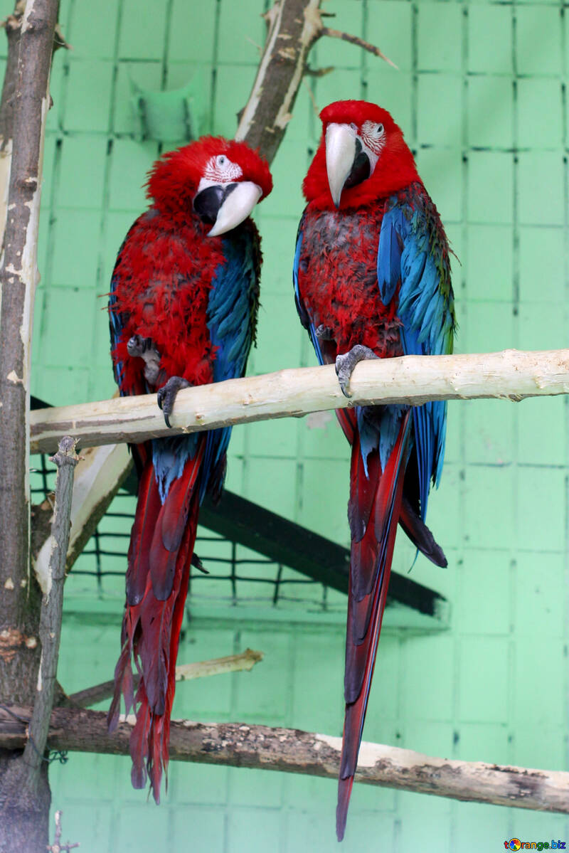 Папуги червоні ара №45996