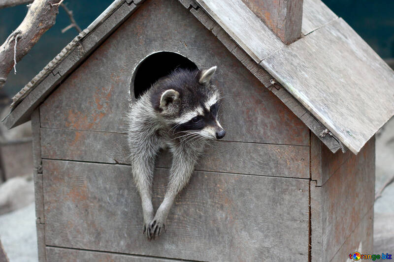 House for raccoons №45402