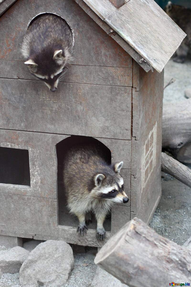 House for raccoons №45410