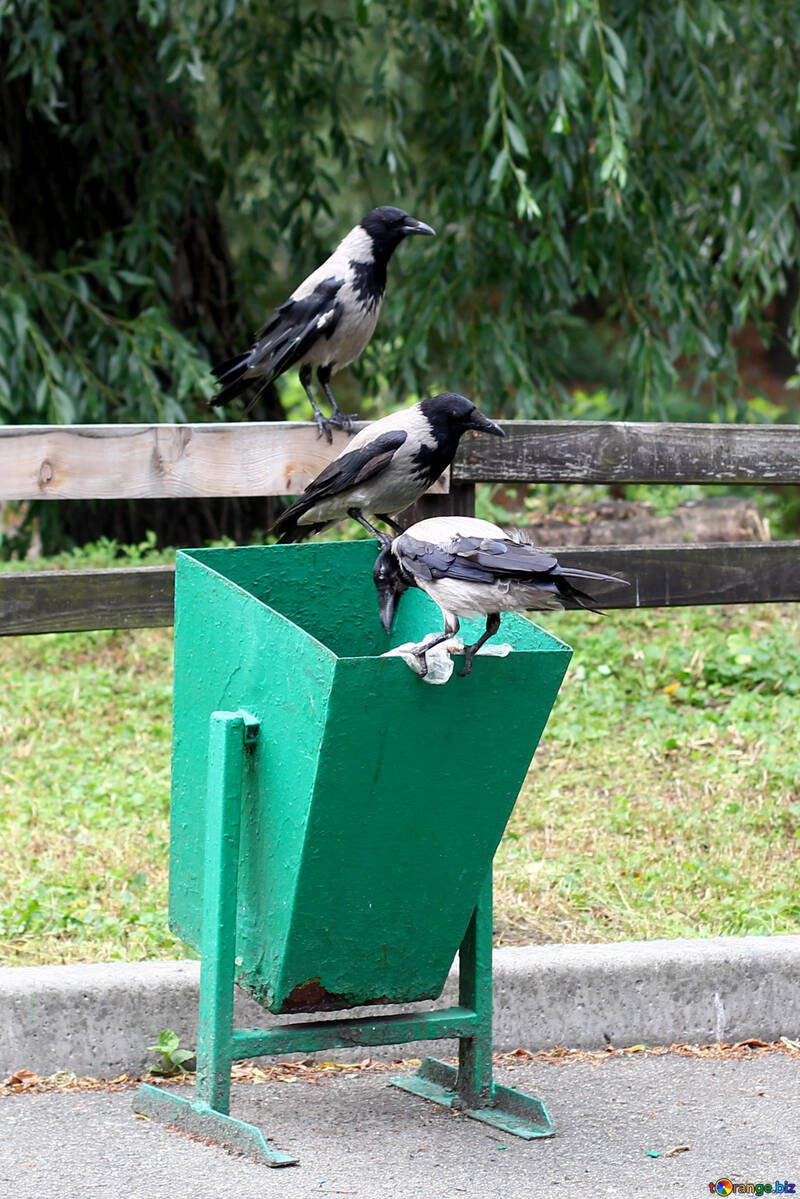 Ravens in the trash №45970