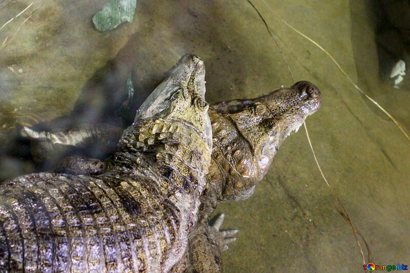 Crocodile dans l`eau №45527