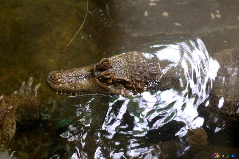 Crocodile dans l`eau №45529