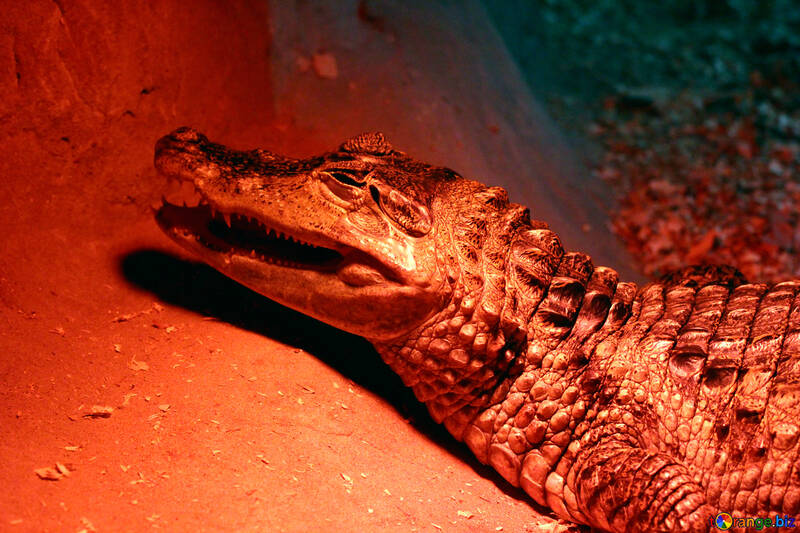 Red crocodile №45791