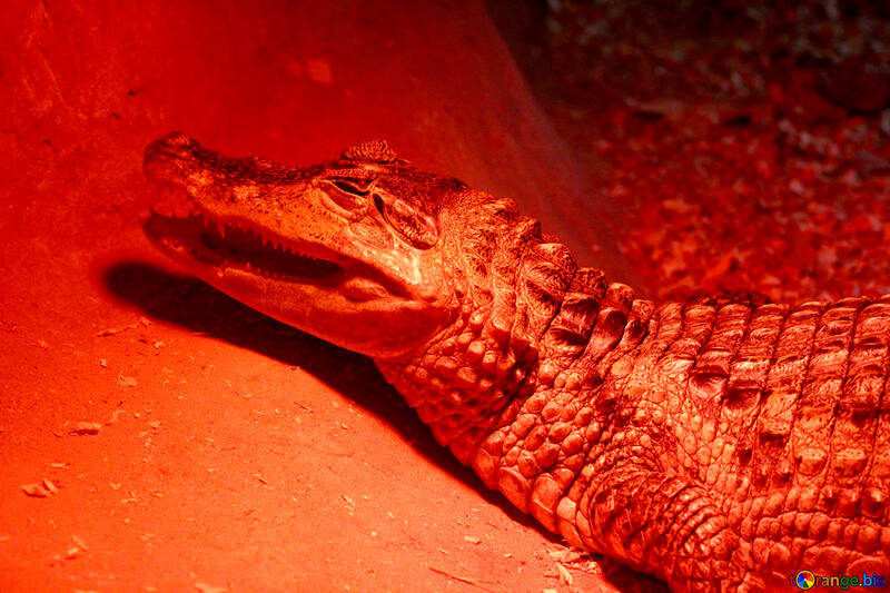 Red crocodile №45793