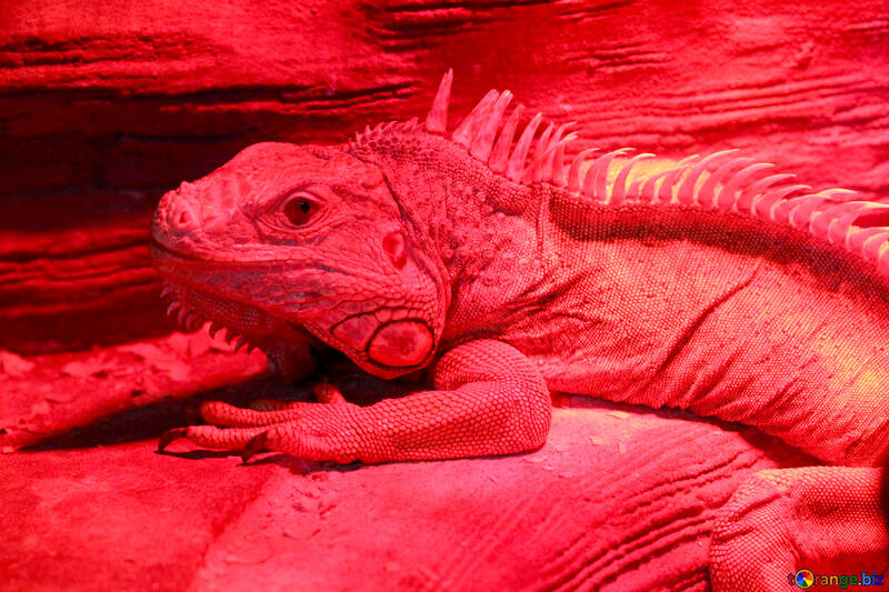Red iguana №45798