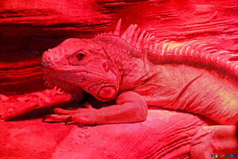 Iguana Red №45798