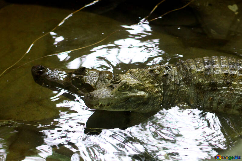 Krokodil im Wasser №45522