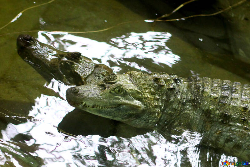 Krokodil im Wasser №45523