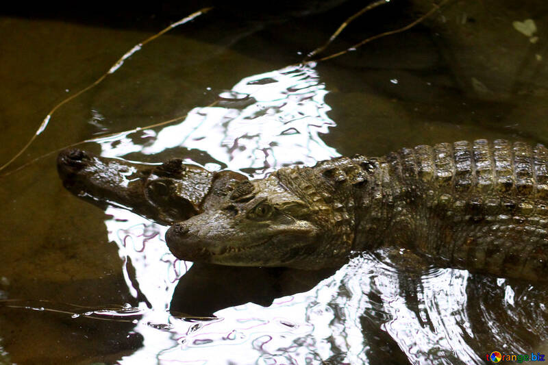 Krokodil im Wasser №45524