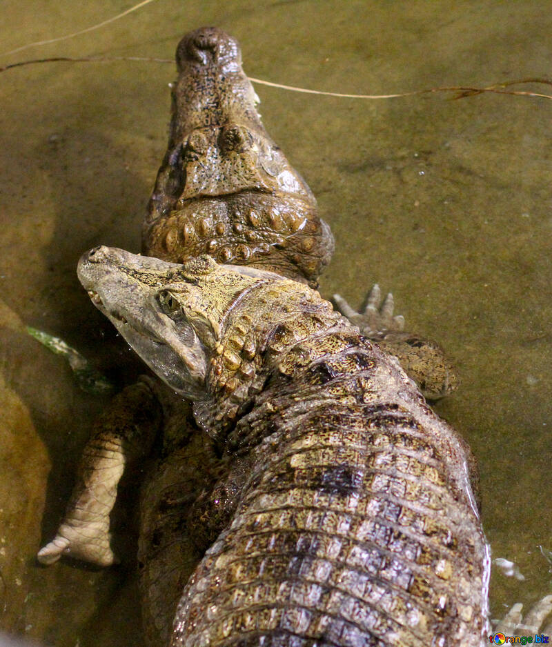 Crocodile dans l`eau №45525