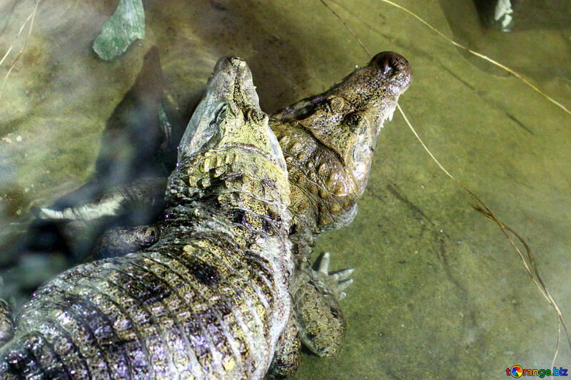 Krokodil im Wasser №45526