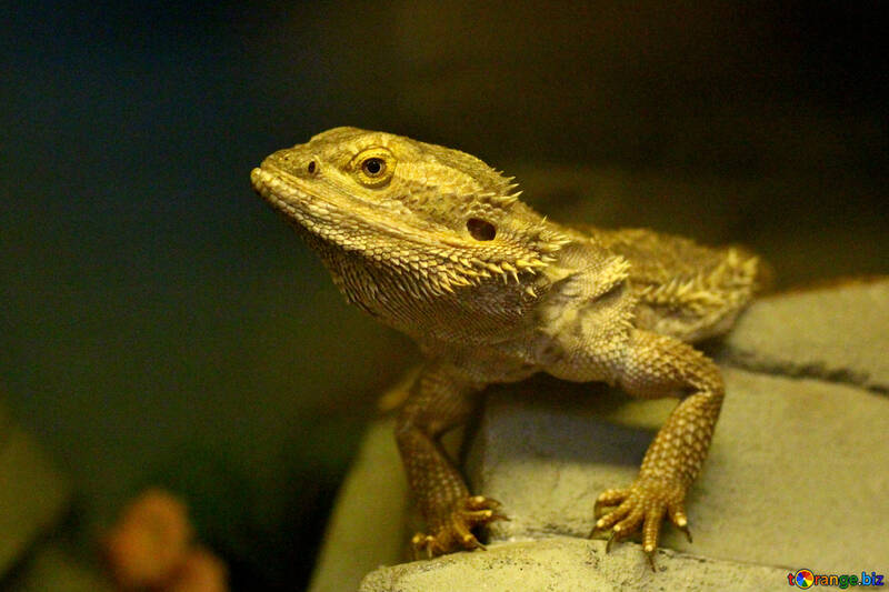Lizard in the terrarium №45783