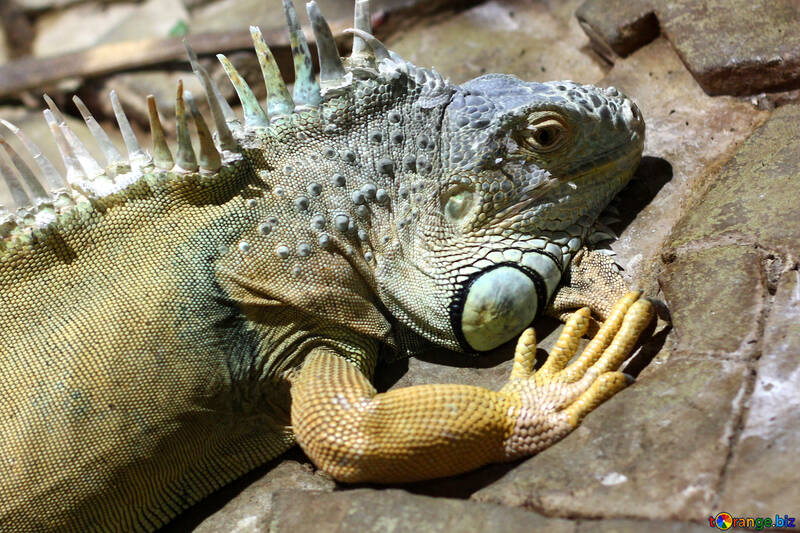 Muzzle iguanas №45542