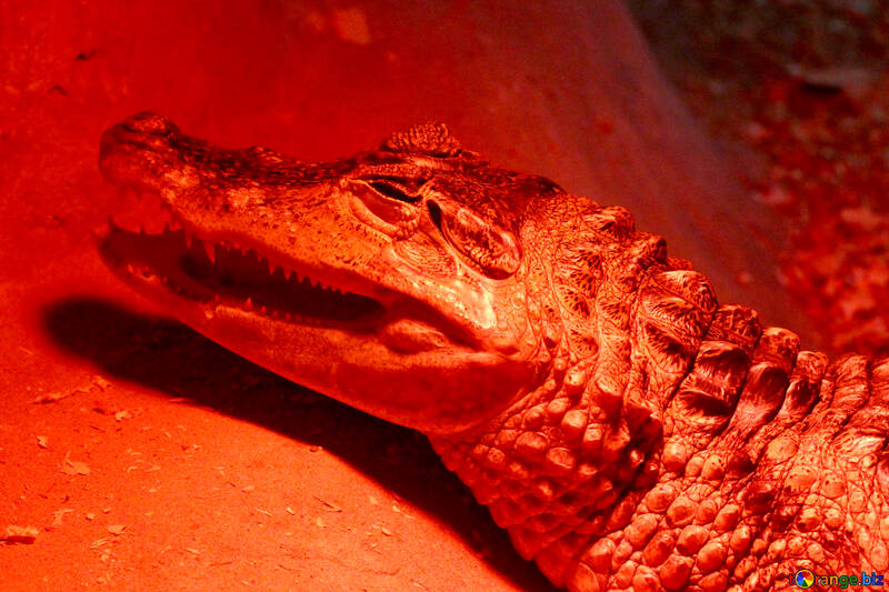 Red crocodile №45792