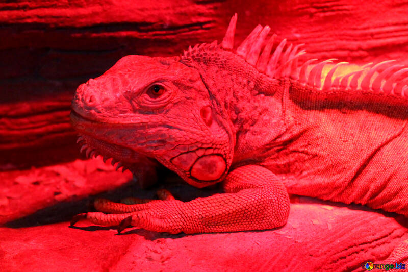 Red iguana №45797