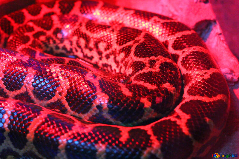 Serpente vermelha №45594