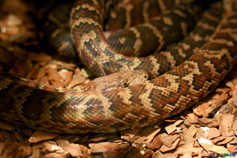 Le serpent dans le terrarium №45539