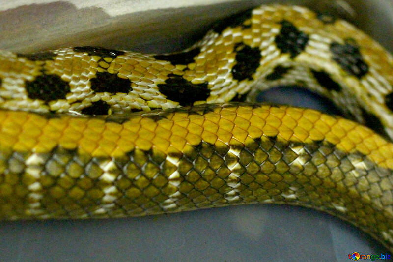 蛇の尾 №45795