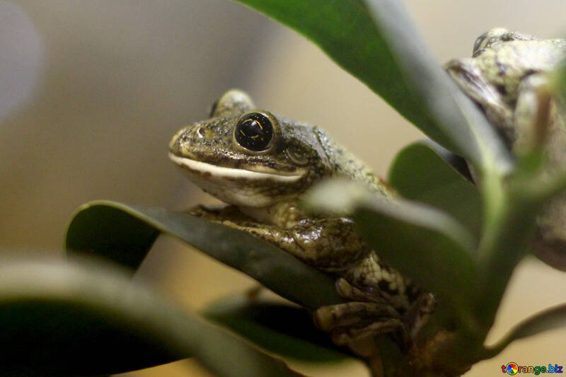 Tree frog on branch №45567
