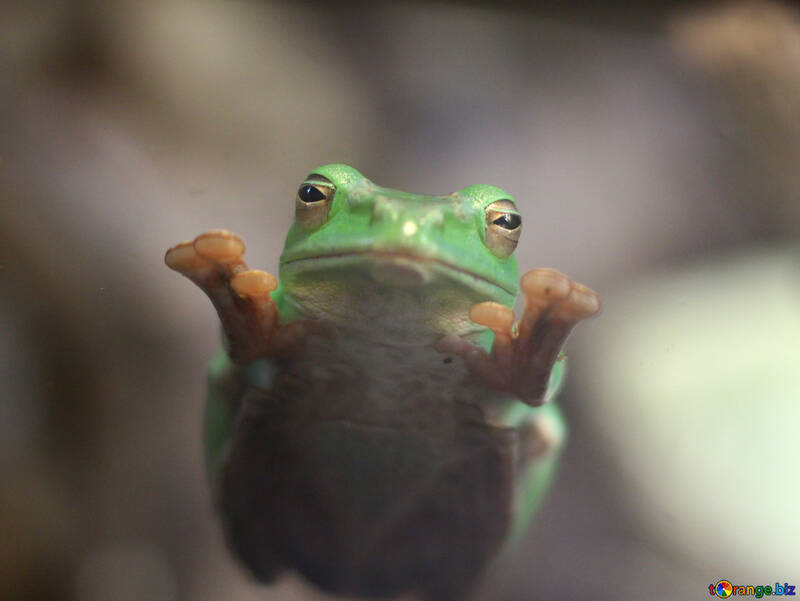 Tree frog on glass №45587