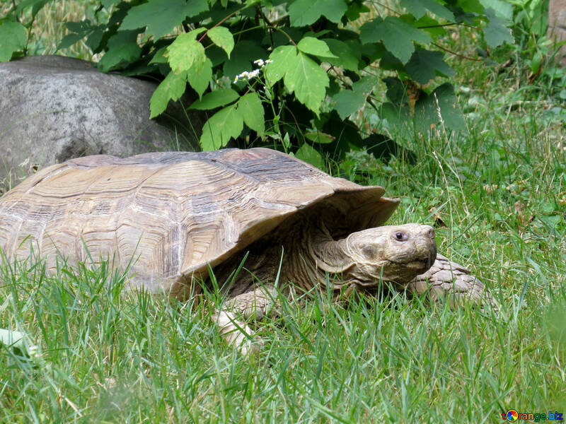 Turtle in grass №45115