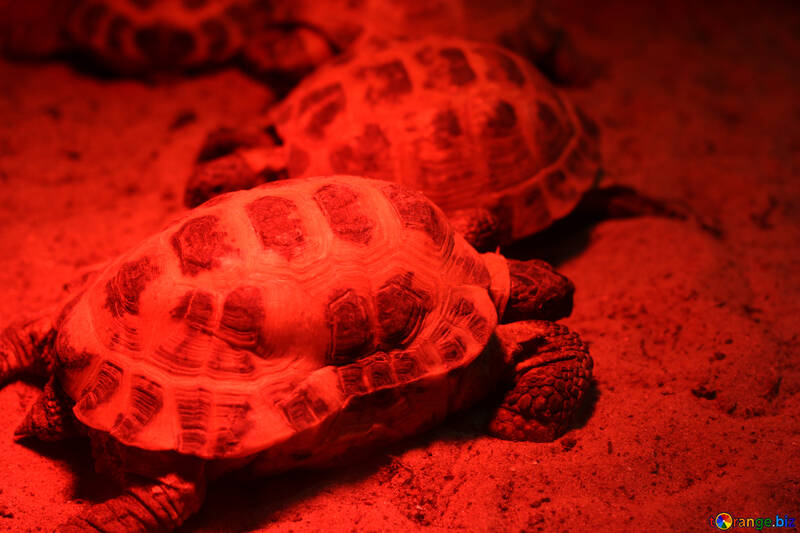 Tortue Rouge №45572