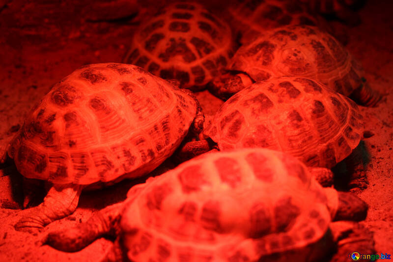 Tortue Rouge №45575