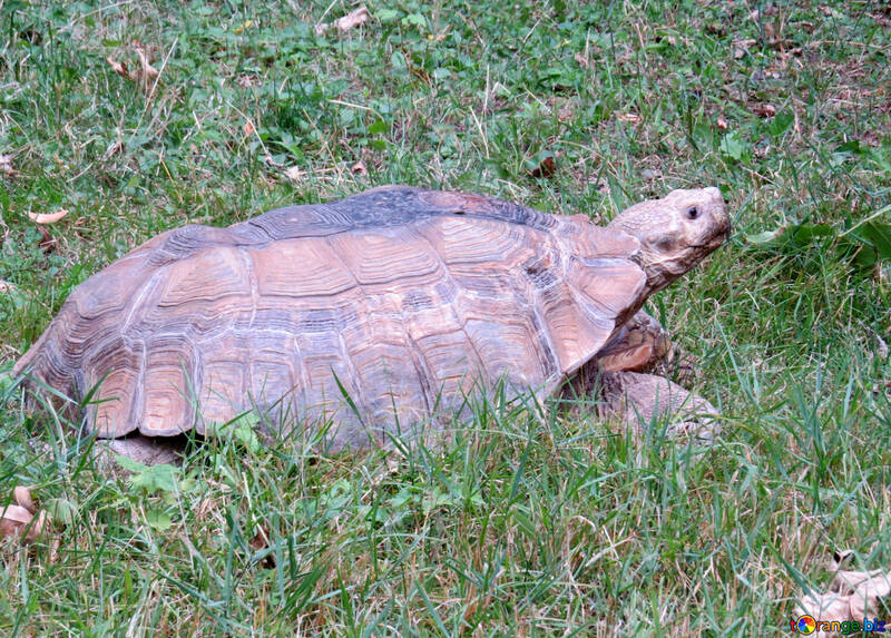 Turtle in grass №45099