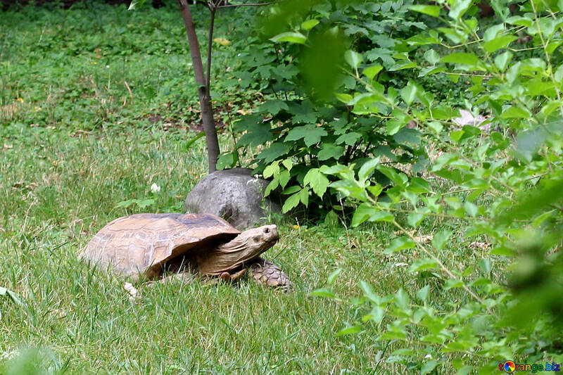 Turtle in grass №45842