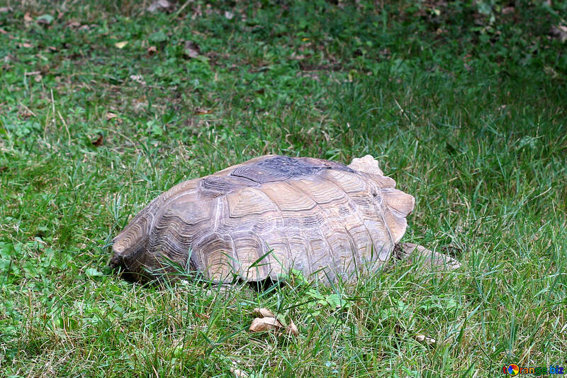 Turtle in grass №45845