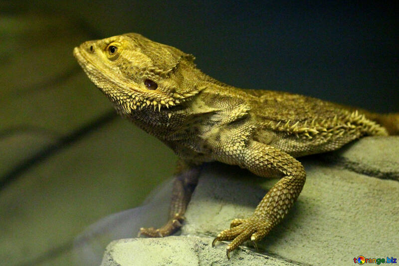Lizard in the terrarium №45784