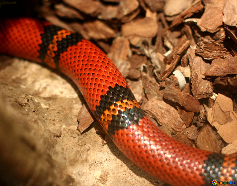 The snake in the terrarium №45534