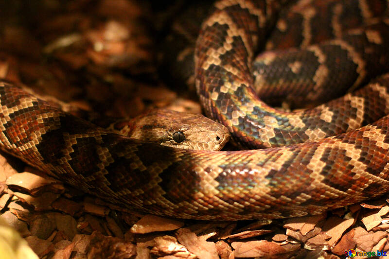 La serpiente en el terrario №45535