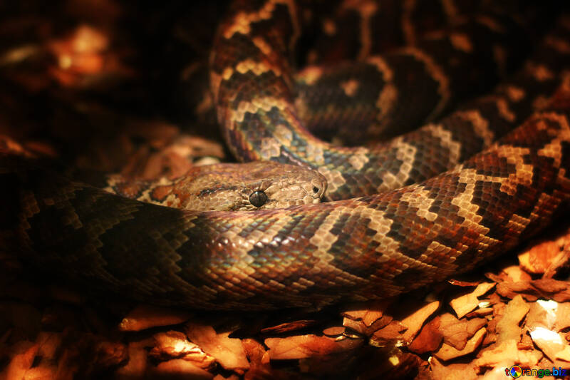Le serpent dans le terrarium №45536