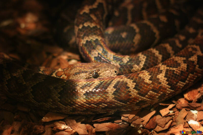 The snake in the terrarium №45538