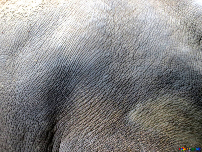 象の皮膚の質感 №45088