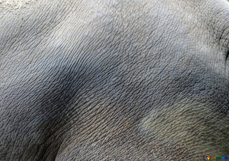A textura da pele de elefante №45089