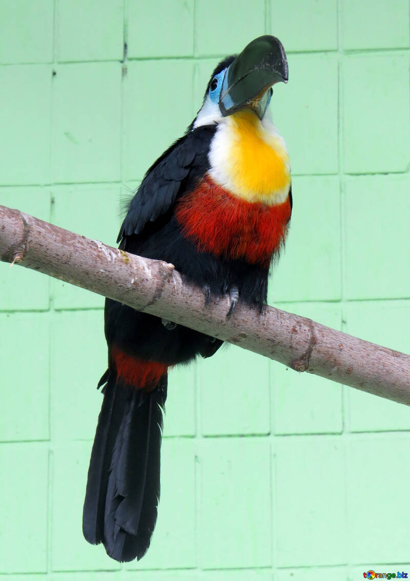 Oiseau toucan №45189