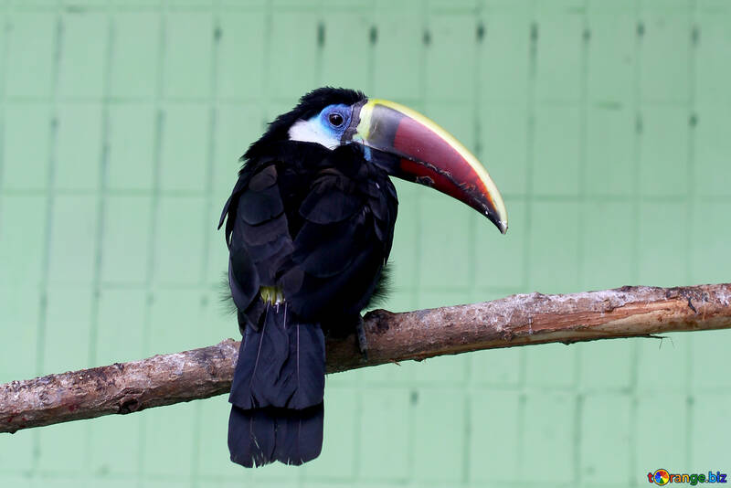 Bird toucan №45980