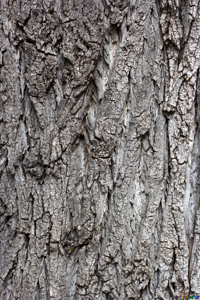 Bark of tree №45929