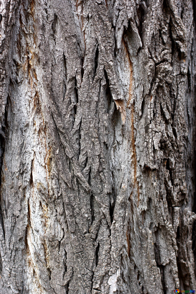 Bark of tree №45941