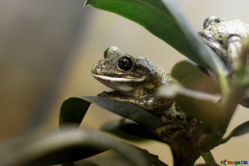Tree frog on branch №45568