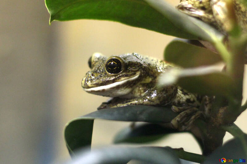 Tree frog on branch №45569