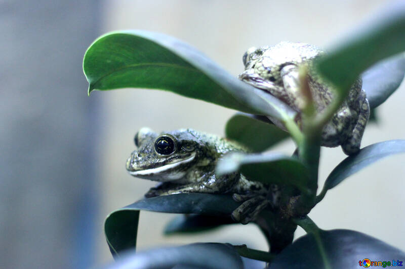 Tree frog on branch №45571