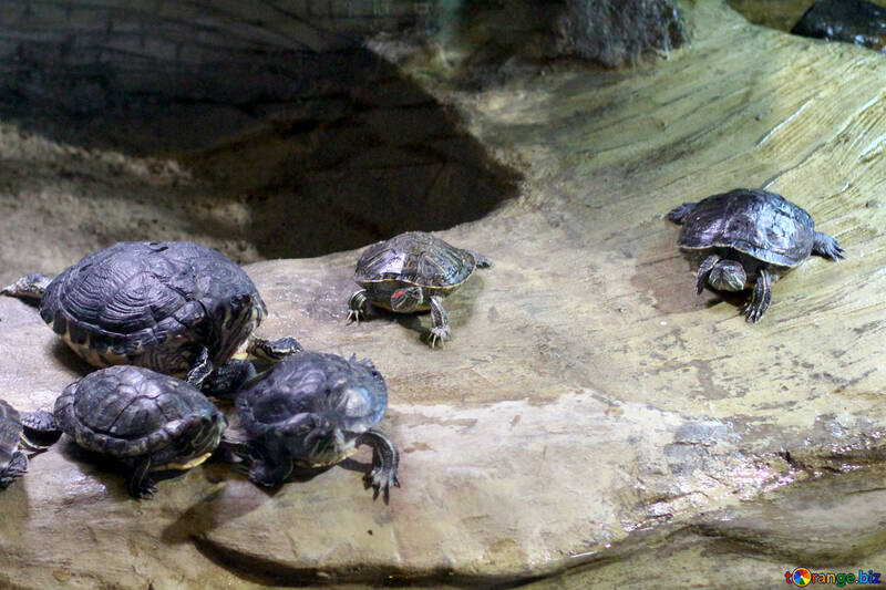 Schildkröten auf dem Boden №45551